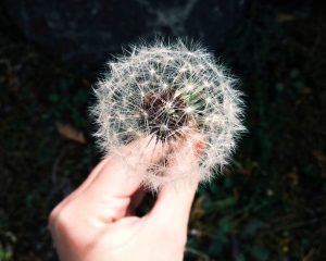 Someone's hand holding a dandelion. Represents latest news on CDA's abstract submission to the AAAAI 2020 Annual Meeting